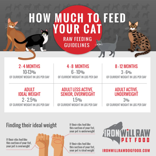 How Much Raw Food Should I Feed my Cat?