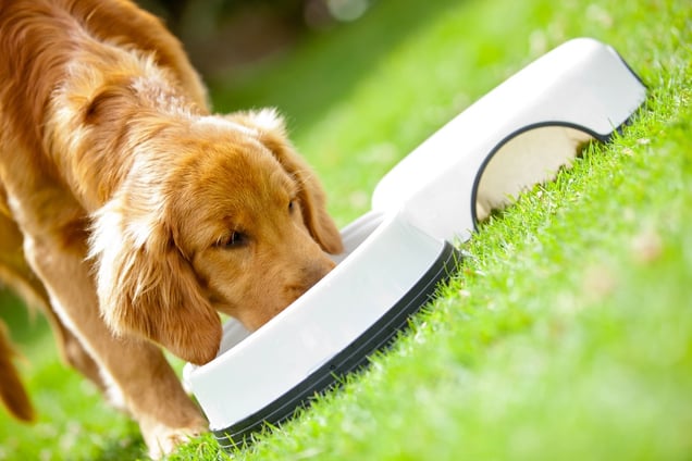 Cute puppy eating his food at the park.jpeg