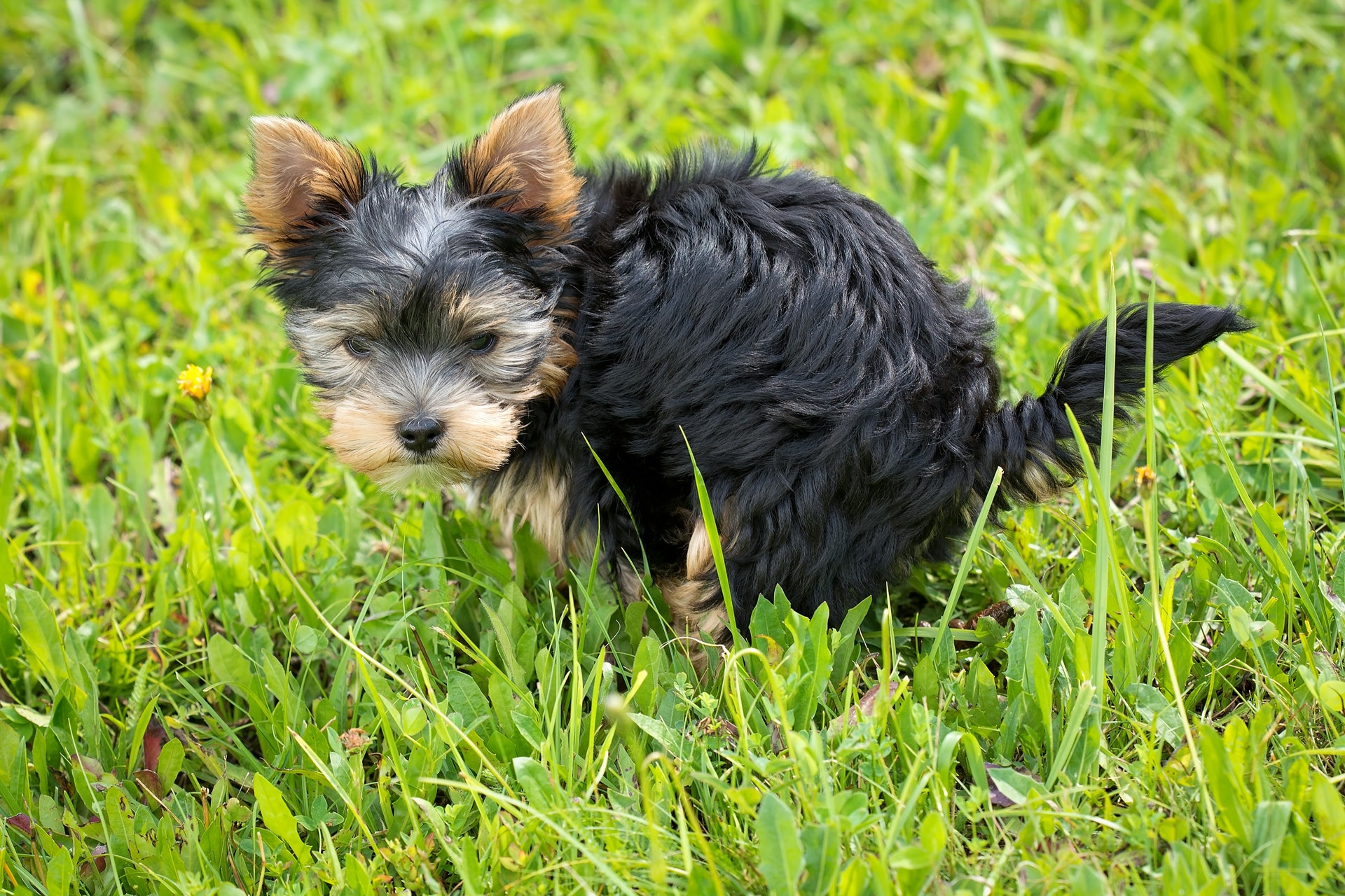 raw pet food and poop