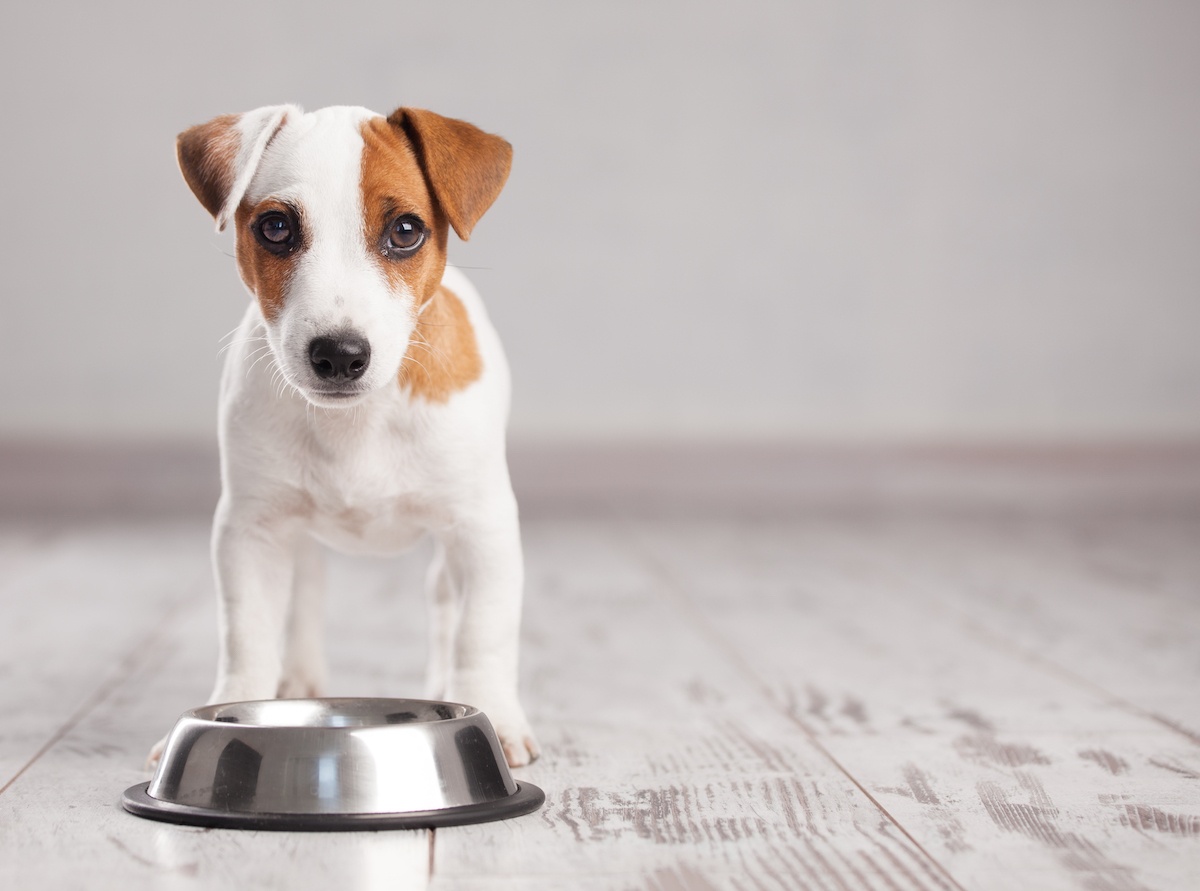 mixing raw food with kibble