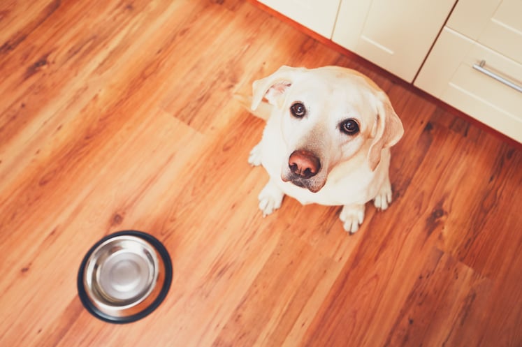 dog waiting to eat raw pet food diet