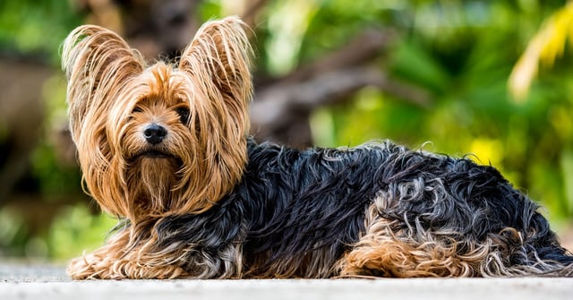 yorkshire-terrier-361730_1280.jpg