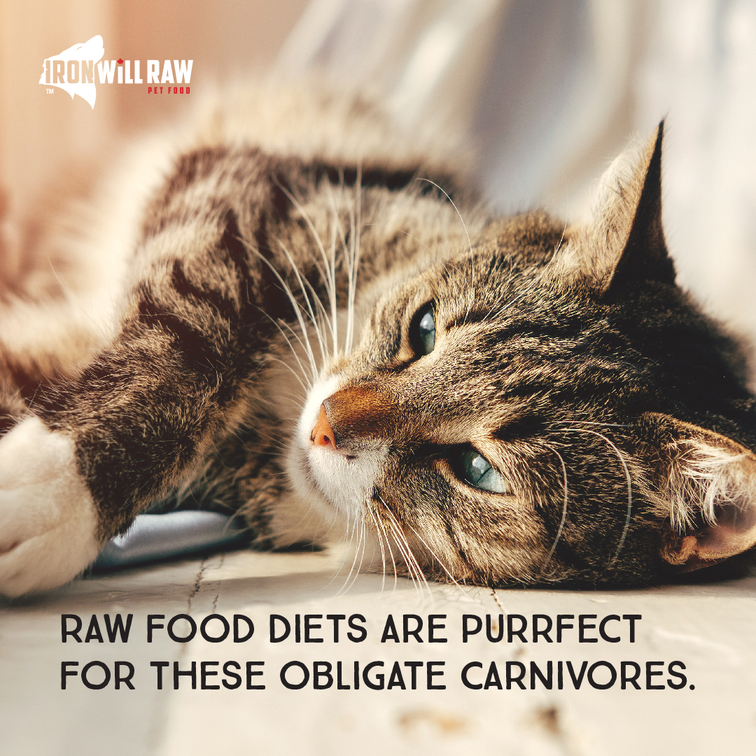 Can Cats be Fed Raw Pet Food?