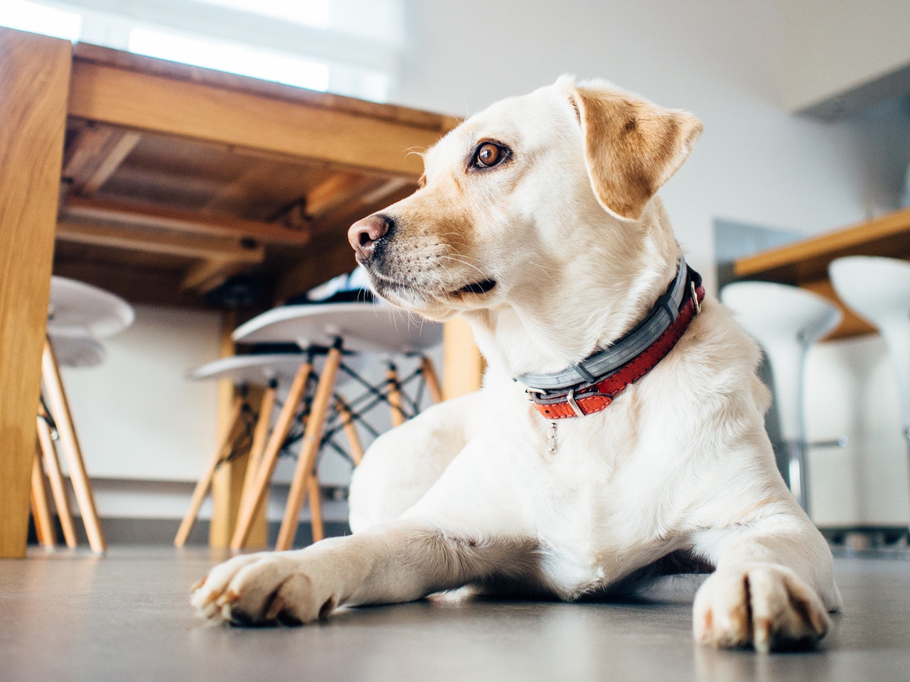 Do I Need to Add Supplements to A Raw Food Diet For Dogs?