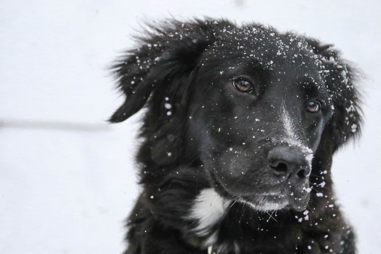 Does Your Pet Need More Raw Pet Food In Winter?