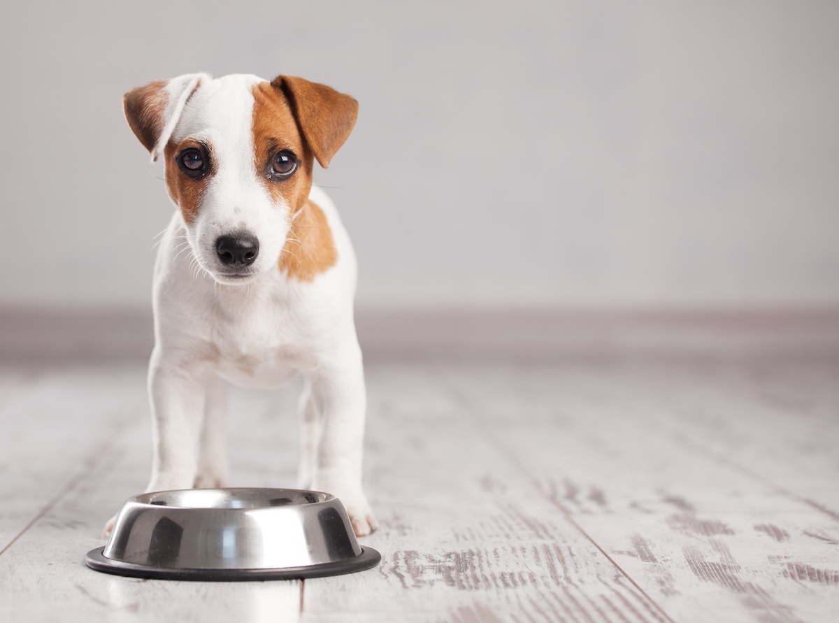 Raw Food with Kibble – Can You Mix the Two?